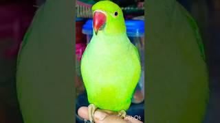 #bolnewalaparrot#talkingparrot#parrotspeak#parrotvideo#funny#entertainment#birds#mummy#parrot#monkey