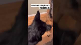 German shepherds FIGHTING! #germanshepherd  #shorts #gsd