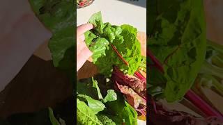  Rainbow Swiss Chard is high in oxalic acid 