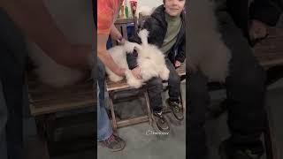Усы, лапы и хвосты