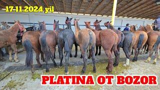 PLATINA OT BOZOR RASIAKIY ARLOVISKIY PO‘LSHA OT TOY BIYALAR NARXLAR ZO‘R BO‘LDI. HORSE MARKET!