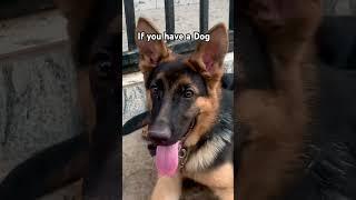 Show me your dog   #dogs #germanshepherd #dogowner #doglover #gsdlovers #shorts