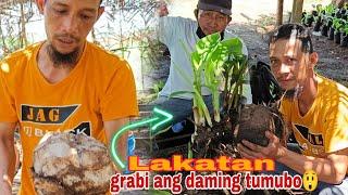 HOW TO PRODUCE LAKATAN SEEDLINGS USING SUCKER?MACRO PROPAGATION TUTORIAL & TIPS@GhaAgriTv