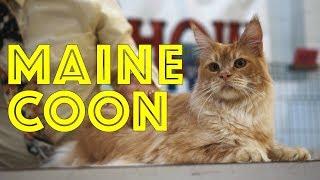 Maine Coons at a TICA Cat Show | The Maine Coon Cat