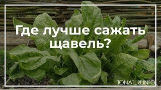 Где лучше сажать щавель? | toNature.Info