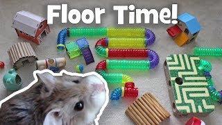 Floor Time with my Roborovski Hamster, Millet by Hammy Time