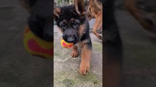 Greedy German Shepherd puppy. Odessa.