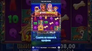 Ограбил собак на 70 тысяч #заносынедели #казино #удача #казиноонлайн #casino #doghouse