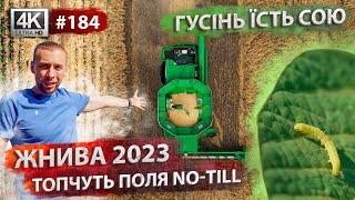 Жнива 2023 Комбайни в полях  Гусінь нищить сою.