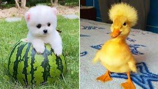 Funniest Animals 2024  Best Funny Cats and Dogs  Part 19 | Cute Baby Dogs