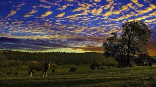   FARM EVENING sound - Countryside nature - Bird , cow & insect - holiday , land , weekend