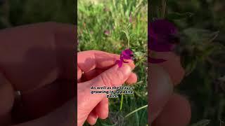 Common Vetch. Guided foraging walks available in Dorset. Visit forageforknowledge.com #forage
