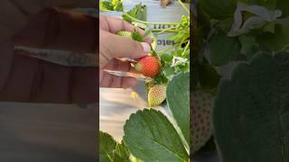 Raw strawberry  #fruit #natural #subscribe #viralshorts #nature #youtube