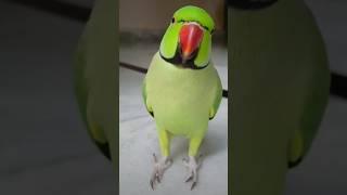 लोरी गीत#parrot#viralparrot#funny#trending#birds#viralvideo #cute#parrotvideo#blogger