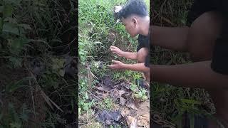 finally caught #shortvideo #nature #nest #farming #woodscraft #birds #villagelife #animals