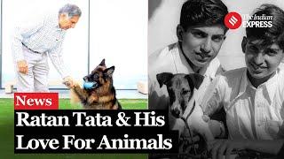 How Much Did Ratan Tata Love Animals- This Much!