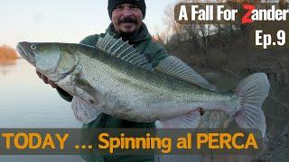 Today ... Spinning ai GROSSI LUCIOPERCA - A Fall Fishing For ZANDER Ep.9