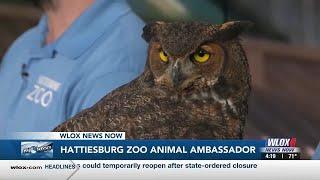 Hattiesburg Zoo welcomes great horned owl to the 4 O'Clock Show