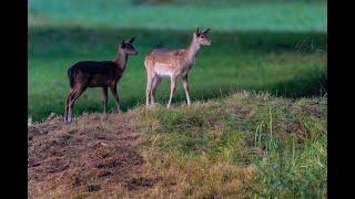 Fallow Deer - Damwild