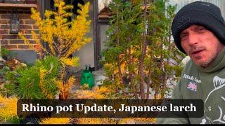 Black rhino bonsai pot update Japanese larch wiring and defoliation #bonsai #garden