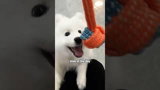 Puppy believes owner has magic powers #shortvideo #cute #animals #lovestory #dog