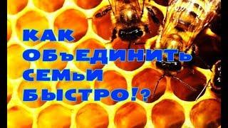 Как быстро и просто объединить две пчелиные семьи!?