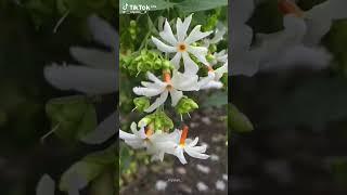 #wattpad #sepalika