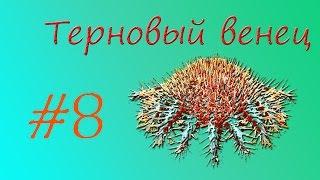 Терновый венец