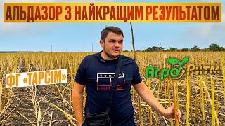 АЛЬДАЗОР НА ОДЕЩИНІ З НАЙКРАЩИМ РЕЗУЛЬТАТОМ! ФГ "ТАРСІМ" ПОРІВНЮЄ З БРЕНДАМИ.