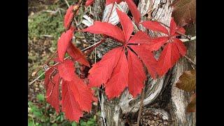 Fall 2020 Cross quarter Day in the Garden