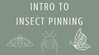 Intro. to Insect Pinning