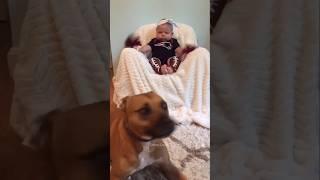 Funny Animal Videos 2024 Best Dogs And Cats Videos  # 75