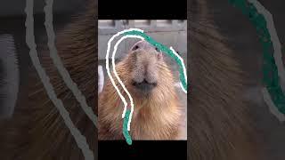 Capy Moments! Bro is so happy   #masbro #capybara #capivara