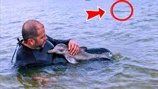 Man Saves A Dolphin Calf, What Happened Next Was Incredible