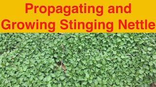 Propagating and Growing Stinging Nettle