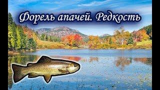 Форель апачей. Русская Рыбалка.