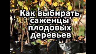 Как выбирать саженцы плодовых деревьев.