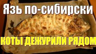 Как вкусно запечь язя. В духовке со сметаной. Коты близко...