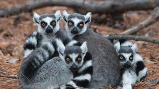 Ring-tailed lemur | 10 Endemic Species of Madagascar | Wildlife of Madagascar | Most Unique Animals