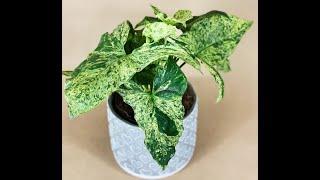 Філодендрон Magic Mask,Syngonium Mottled Arrow Mojito,Сингоніум Emerald Gem Variegated, Neon Pink