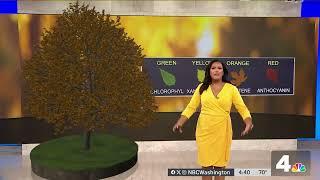 Storm Team4's Jessica Faith explains fall foliage | NBC4 Washington