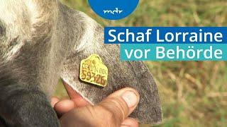 Schäfer nimmt sein Schaf zur Kontrolle der Ohrmarke mit zum Amt | MDR um 4 | MDR