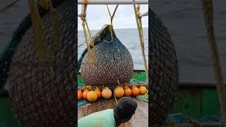 Trawling Boat lot of fish Catch in deep sea|#shorts