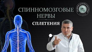 Спинномозговые нервы. Сплетения / Spinal nerves. Plexuses