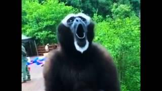 The screaming gibbon