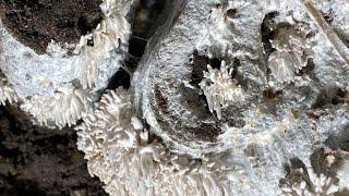 3D Printed Bio-Hydrid Structures: Thesis Presentation by Claudia Colmo