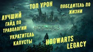 Лучшая прокачка в Hogwarts Legacy, гайд по травологии