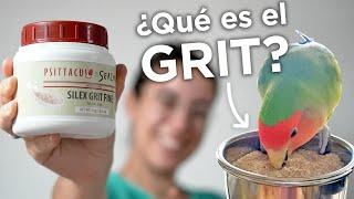 ¿Por qué es importante?  BENEFICIOS y PRECAUCIONES del GRIT para agapornis, ninfas, periquitos...