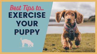 Puppy Exercise Tips to Tire Out A Puppy - Revised