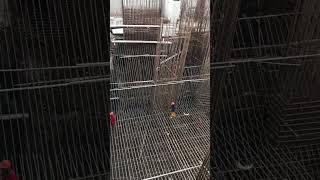 Mat Foundation and Column Rebars @arki-knows